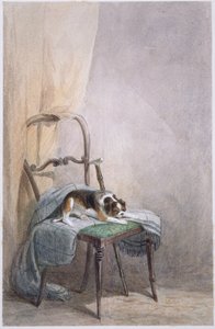 Estudo de um cão em uma cadeira (aquarela sobre papel) de William Henry Hunt