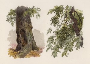 Árvores: A cinza (cor litho)