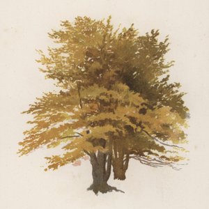 Árvores: A faia (cor litho)