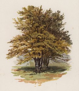 Árvores: A faia (cor litho)