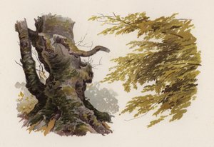 Árvores: A faia (cor litho)