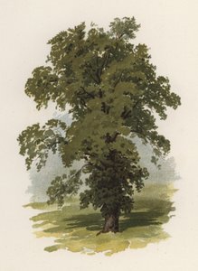 Árvores: O Olmo (cor litho)