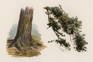 Árvores: O Abeto Escocês (cor litho)