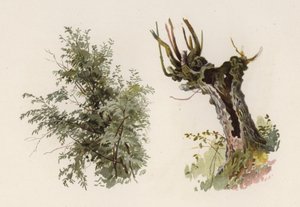 Árvores: O Salgueiro (cor litho) de William Henry James (after) Boot