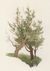 Árvores: O Salgueiro (cor litho) de William Henry James (after) Boot
