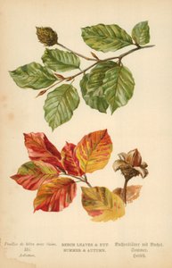 Folhas de faia e nozes. Verão e outono de William Henry James Boot