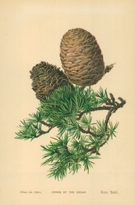 Cones do Cedro de William Henry James Boot