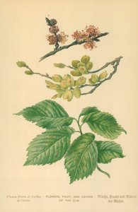 Flores, frutas e folhas do olmo