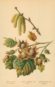 Avelã, Amentos e Fruta