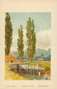 Lombardia Álamo de William Henry James Boot