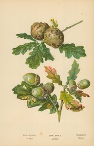 Maçã De Carvalho. Bolota