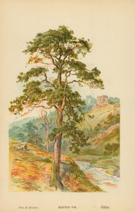Abeto escocês de William Henry James Boot