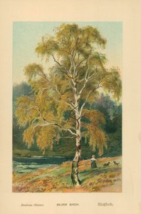 Vidoeiro de prata de William Henry James Boot