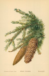 Abeto De Abeto de William Henry James Boot