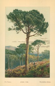 Pinho de pedra de William Henry James Boot