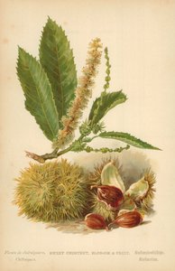 Castanha Doce, Flor e Fruta