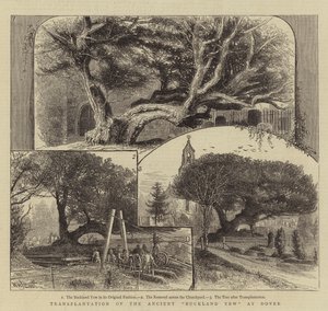 Transplante do antigo teixo de Buckland em Dover de William Henry James Boot