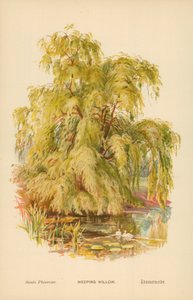 Salgueiro-chorão de William Henry James Boot