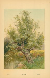 Salgueiro de William Henry James Boot