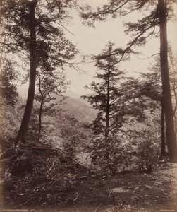 Vista do penhasco, através das árvores,c. 1895 (foto)