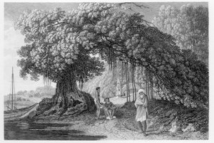 Uma árvore Banyan, de "Viagens na Índia nos anos 1780-83", de William Hodges, gravada por Benjamin Pouncy (fl.1772-99), publicada em 1792