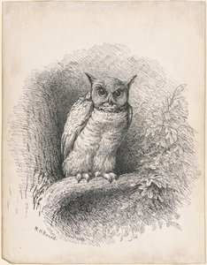 Coruja de William Holbrook Beard