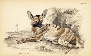 Cão selvagem africano, Lycaon pictus, em perigo de William Home Lizars