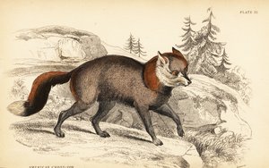 Raposa cruzada americana, Vulpes vulpes de William Home Lizars