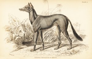 Galgo Árabe, Canis lupus familiaris de William Home Lizars