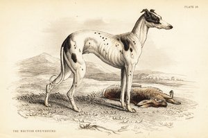 Galgo britânico, Canis lupus familiaris (Canis leporarius) de William Home Lizars