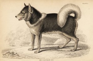 Cão eskimo canadiano ou qimmiq, Canis lupus familiaris