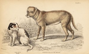 Cão portador dos índios ou Techichi do México, ancestral dos chihuahua, Canis lupus familiaris, e um jovem cão Alco, Yzi-cuinte potzotli no México, Canis lupus familiaris (Canis alco)