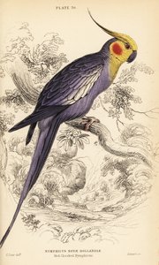 Cockatiel, Nymphicus hollandicus de William Home Lizars