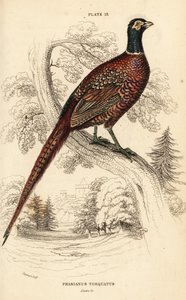 Faisão comum (de pescoço anelado), Phasianus colchicus torquatus (Phasianus torquatus)