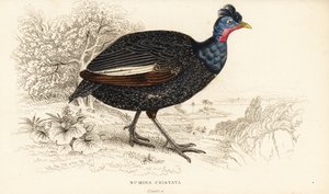 Guineafowl Crested, Guttera pucherani (Numida cristata) de William Home Lizars