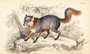 Raposa cinzenta, Urocyon cinereoargenteus
