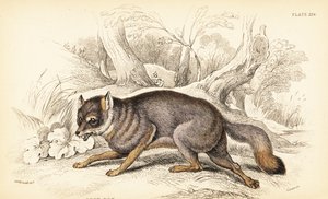 Raposa cinzenta ou raposa cinzenta, Urocyon cinereoargenteus (Vulpes cinereus) de William Home Lizars