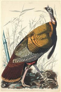 Grande Galo Americano, 1827.