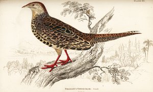 Faisão verde ou faisão verde japonês, feminino, Phasianus versicolor