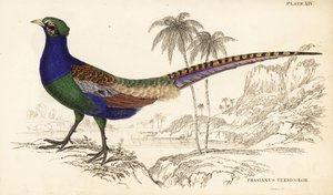 Faisão verde ou faisão verde japonês, macho, Phasianus versicolor