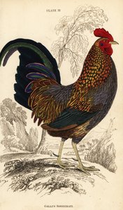 A galinha cinzenta da selva ou Sonnerat