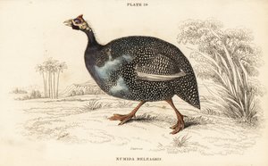 Ave-da-índia ajudada, Numida meleagris de William Home Lizars