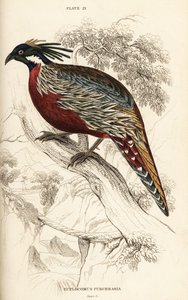 Faisão de Koklass, Macrolopha de Pucrasia de William Home Lizars