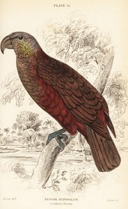 Bolo da Nova Zelândia, Nestor meridionalis de William Home Lizars
