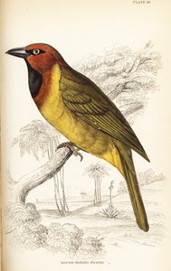 Tecelão em forma de azeitona ou de asa redonda, Ploceus brachypterus de William Home Lizars