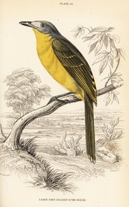 Arbusto de oliveira, Chlorophoneus olivaceus (Grande camisa de cabeça cinzenta, Malaconutus olivaceus) de William Home Lizars