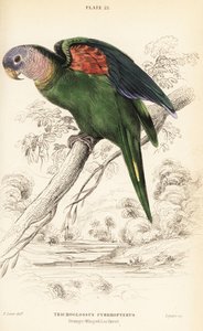 Amazona amazonica, Amazona amazonica de William Home Lizars