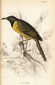 Oriole warbler, Hypergerus atriceps de William Home Lizars