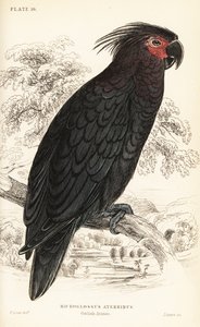 Cacatua de palma, Probosciger aterrimus