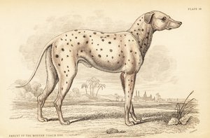 Pai do moderno cão treinador, Canis lupus familiaris de William Home Lizars